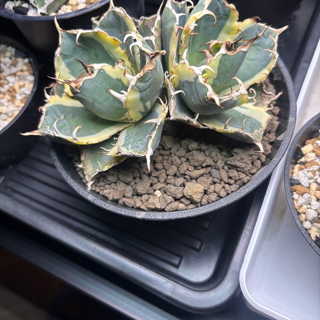 アガベ チタノタ 白鯨錦（永久斑） 覆輪斑 双頭群生株