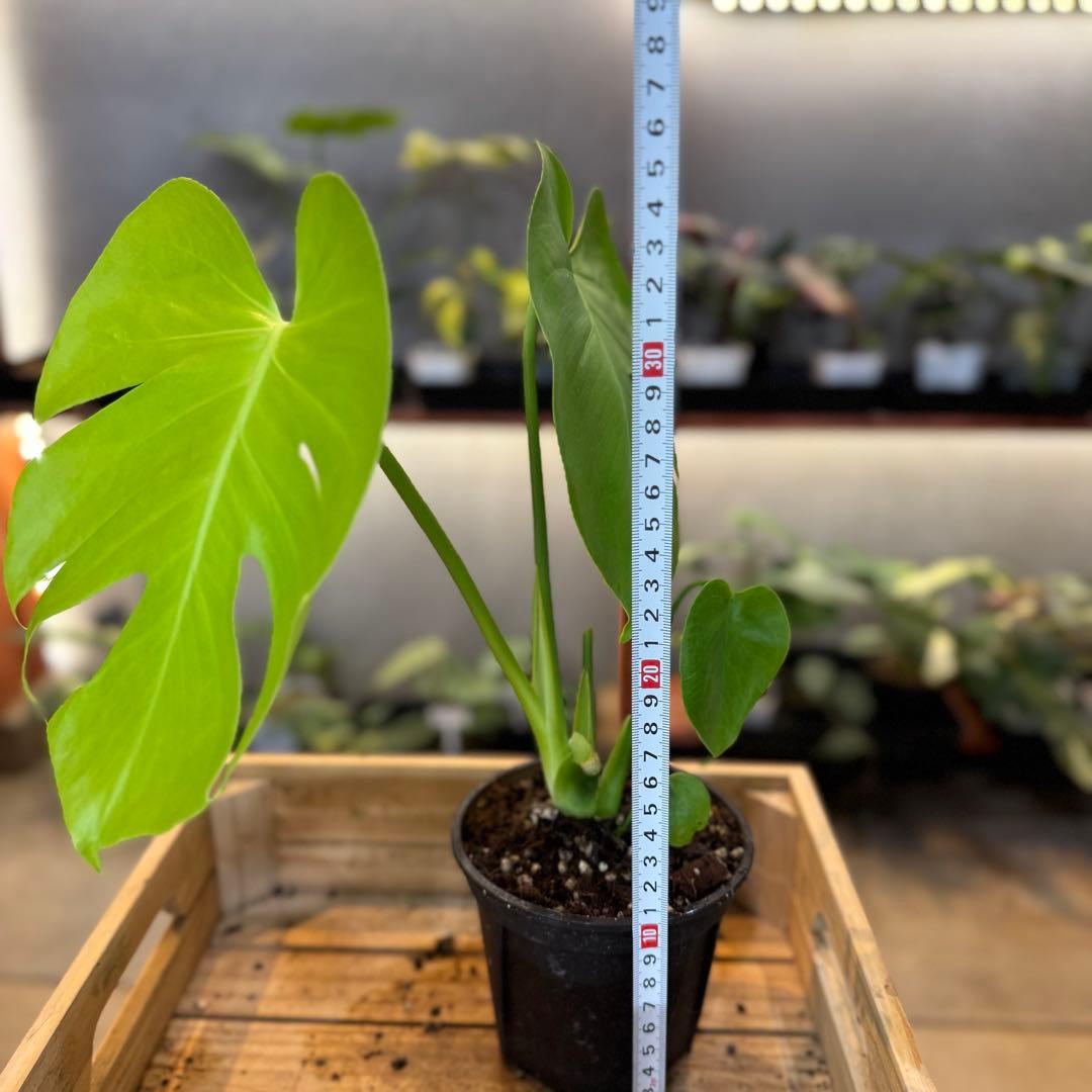 40 モンステラ　デリシオーサ　‘イエロームーン’ 新種　ライム色　黄金葉