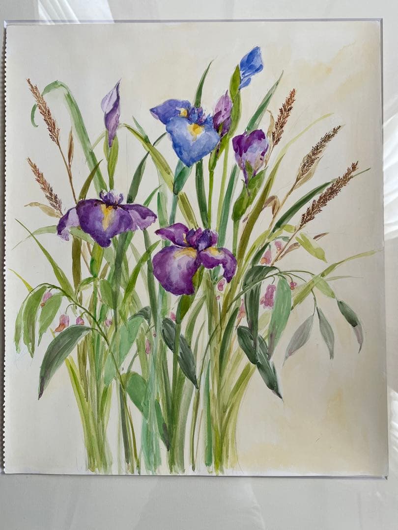 菖蒲　水彩画　原画