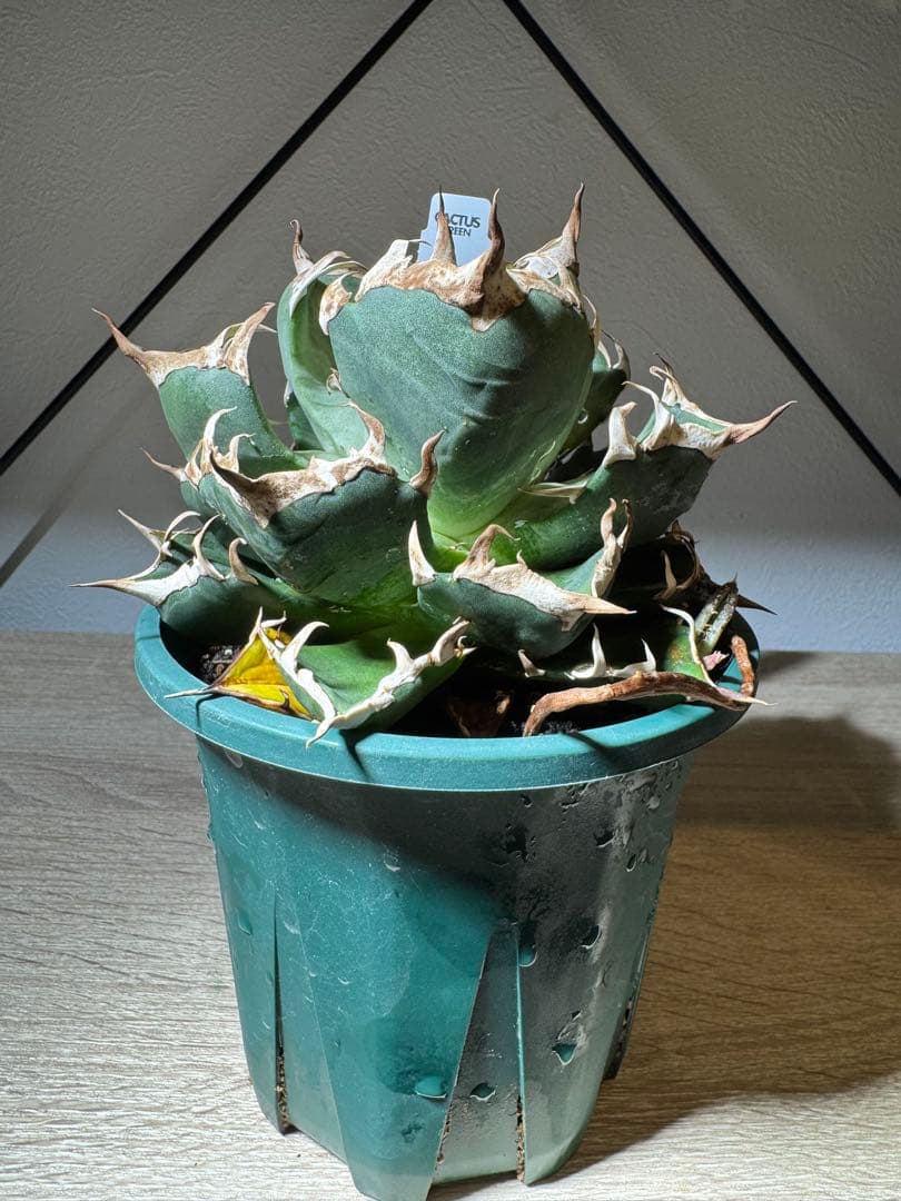 CACTUS GREEN アガベチタノタ　ブロンディ　コレクション株　子株付き