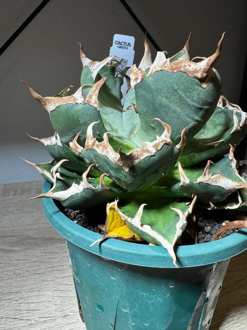 CACTUS GREEN アガベチタノタ　ブロンディ　コレクション株　子株付き