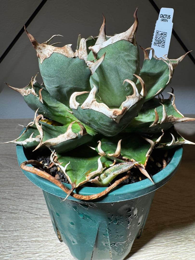 CACTUS GREEN アガベチタノタ　ブロンディ　コレクション株　子株付き