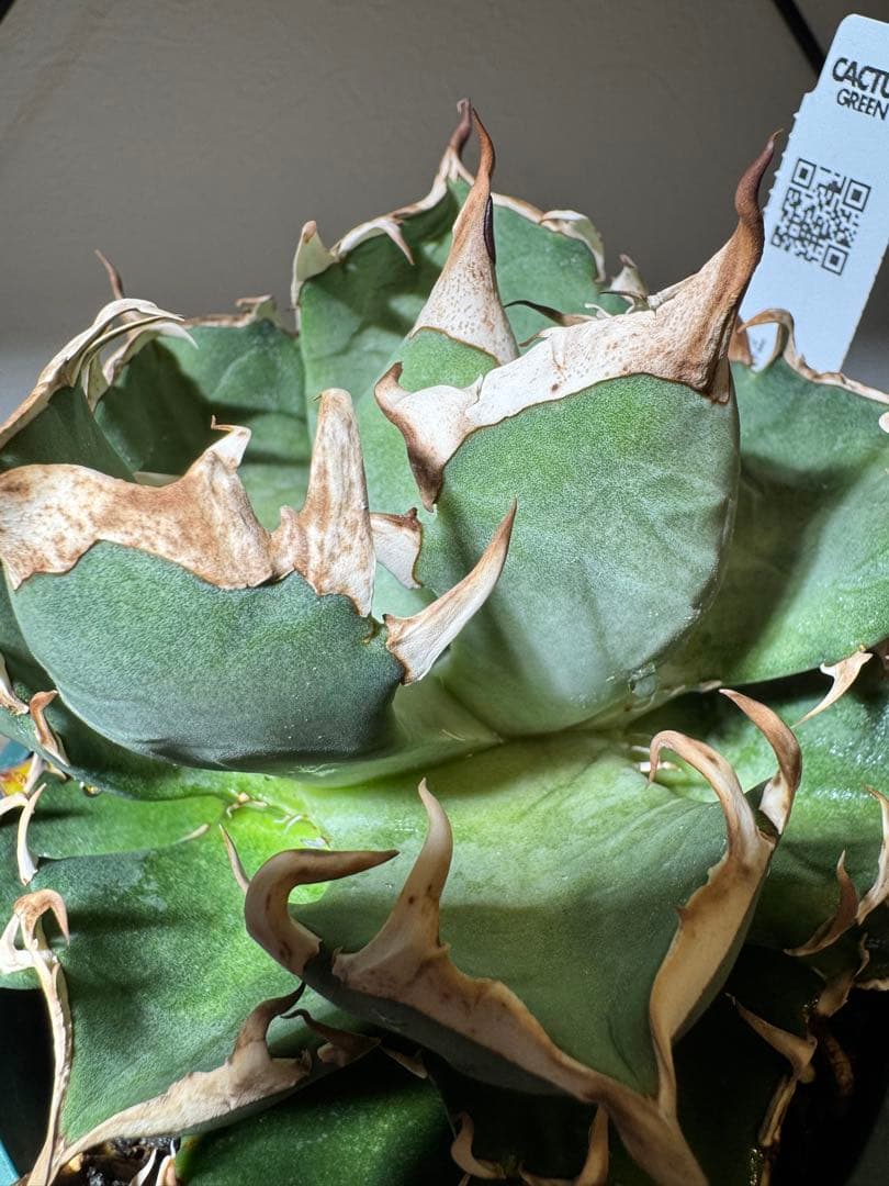 CACTUS GREEN アガベチタノタ　ブロンディ　コレクション株　子株付き