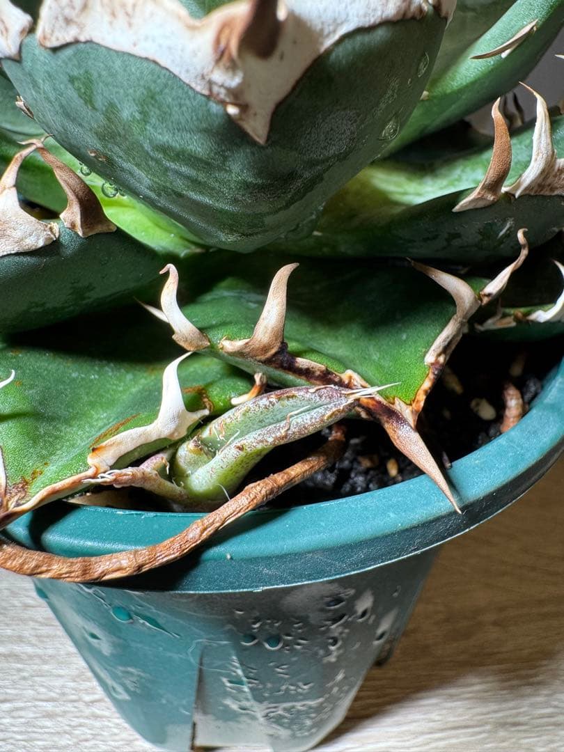 CACTUS GREEN アガベチタノタ　ブロンディ　コレクション株　子株付き