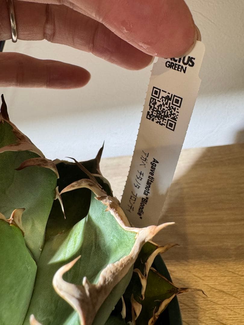 CACTUS GREEN アガベチタノタ　ブロンディ　コレクション株　子株付き