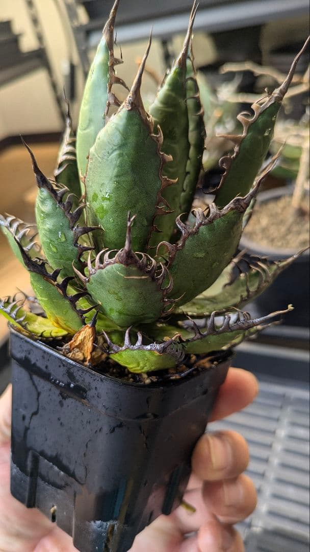 【特選】アガベ　ホリダ　強棘　陽炎　コンパクト　ポテンシャル大