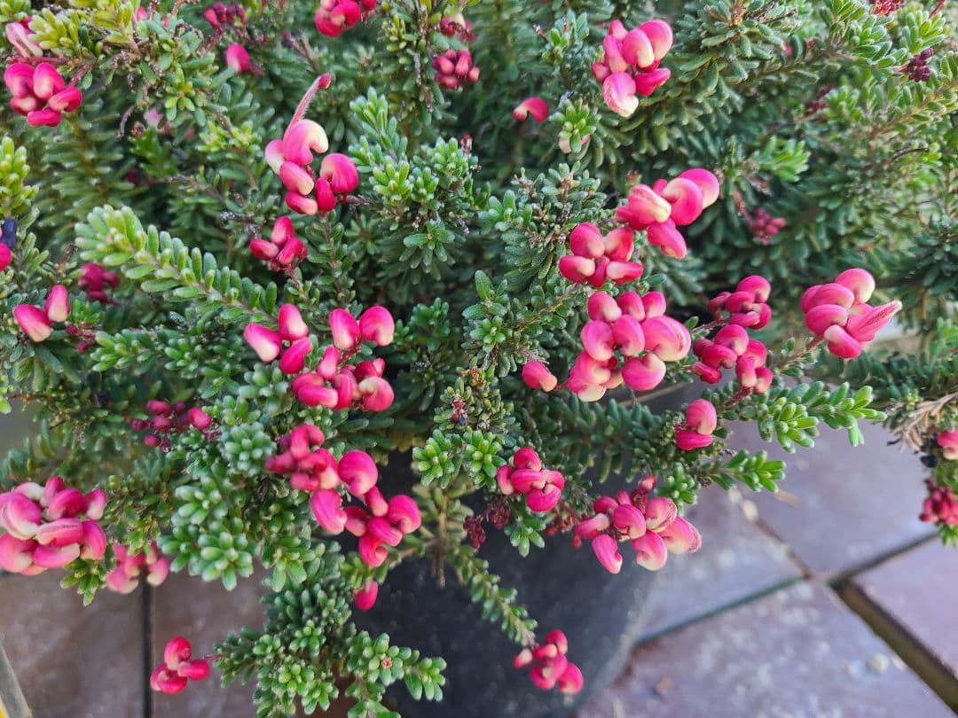 グレビレア ラニゲラ花たくさんモリモリ大株 8号鉢