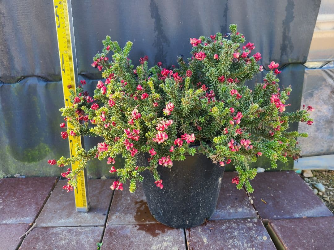 グレビレア ラニゲラ花たくさんモリモリ大株 8号鉢