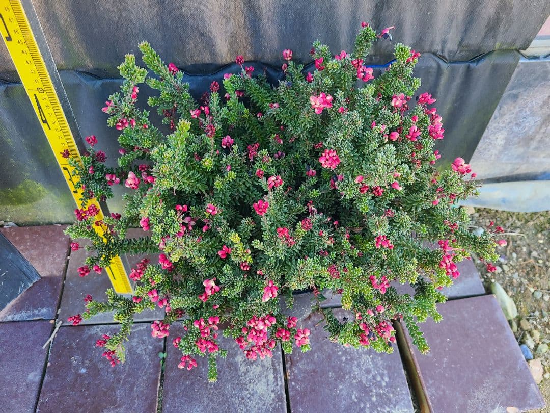 グレビレア ラニゲラ花たくさんモリモリ大株 8号鉢