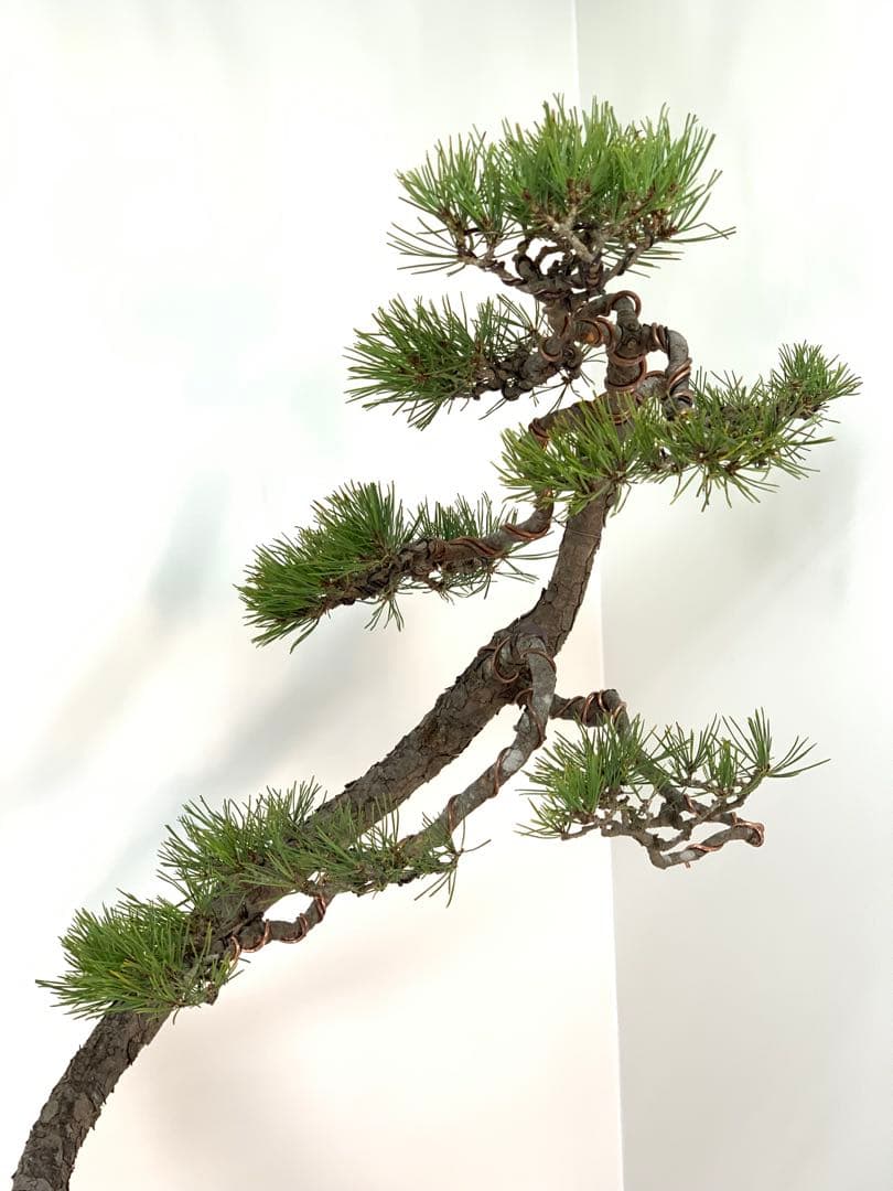 お洒落な曲芸の文人赤松　樹高約86cm（検索/黒松　真柏　捻転　盆栽　古木）
