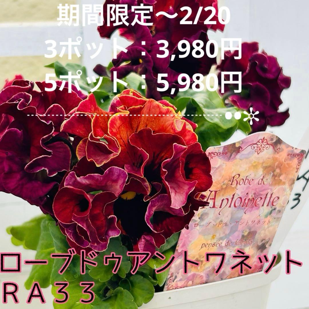 Mie さま　✼••セール中••✼ＲＡ３３♥サトウ園芸　ローブドゥアントワネット