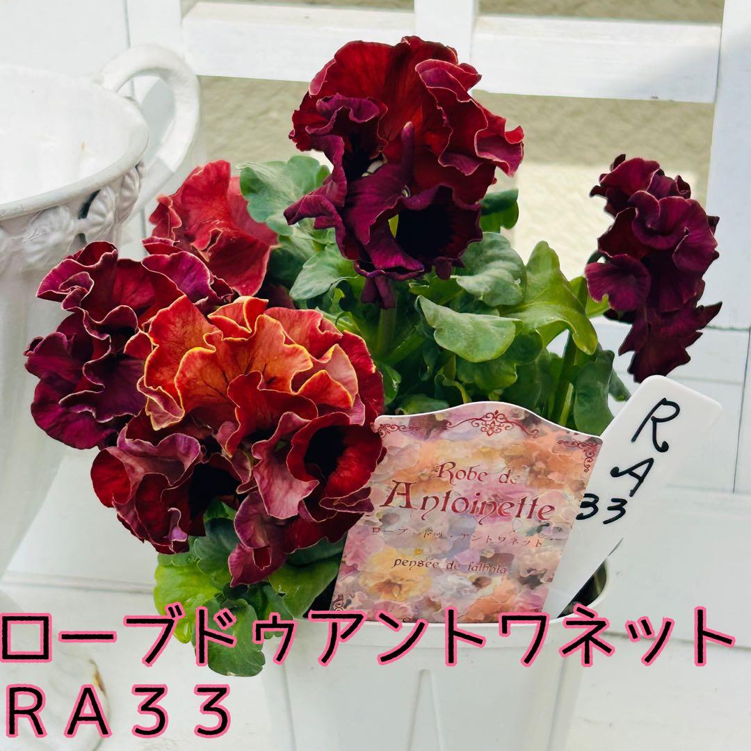 Mie さま　✼••セール中••✼ＲＡ３３♥サトウ園芸　ローブドゥアントワネット