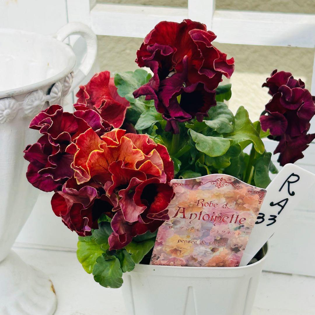 Mie さま　✼••セール中••✼ＲＡ３３♥サトウ園芸　ローブドゥアントワネット
