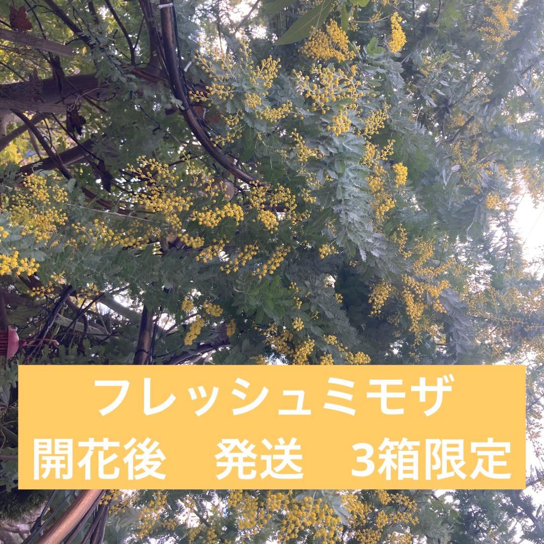 ミモザ　フレッシュ　予約　3箱限定