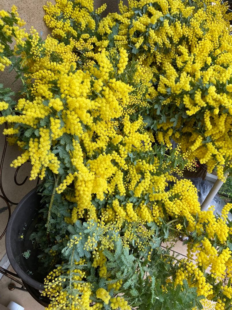 ミモザ　フレッシュ　予約　3箱限定