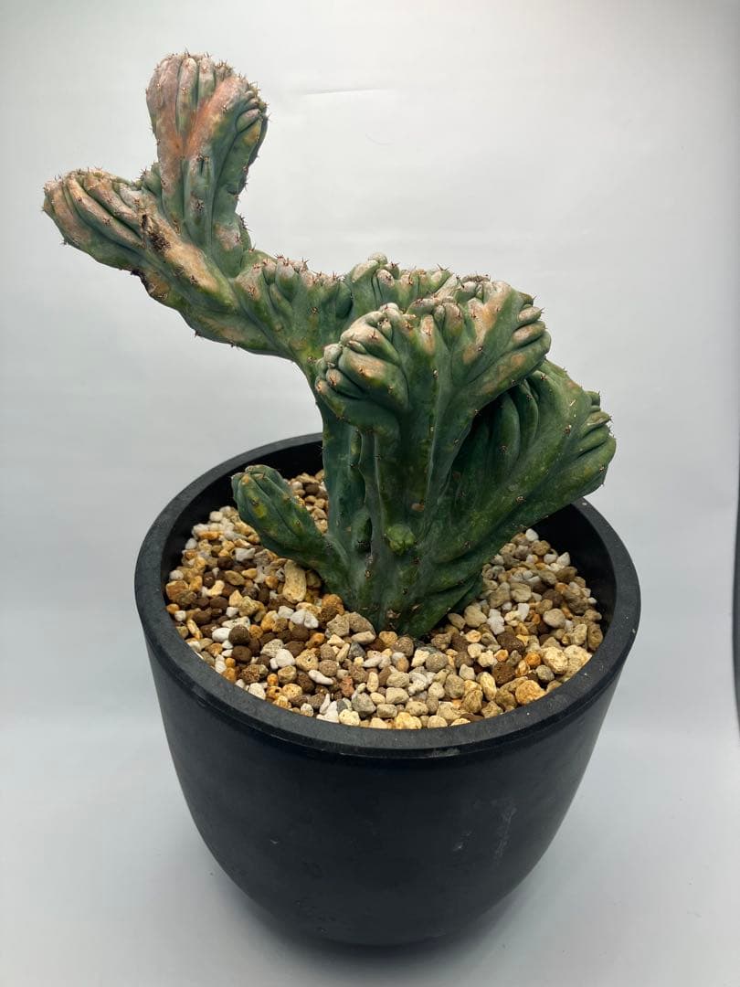 【圧倒的】竜神木 綴化 Maceta鉢付き / ヴィンテージ感漂う古木の風格