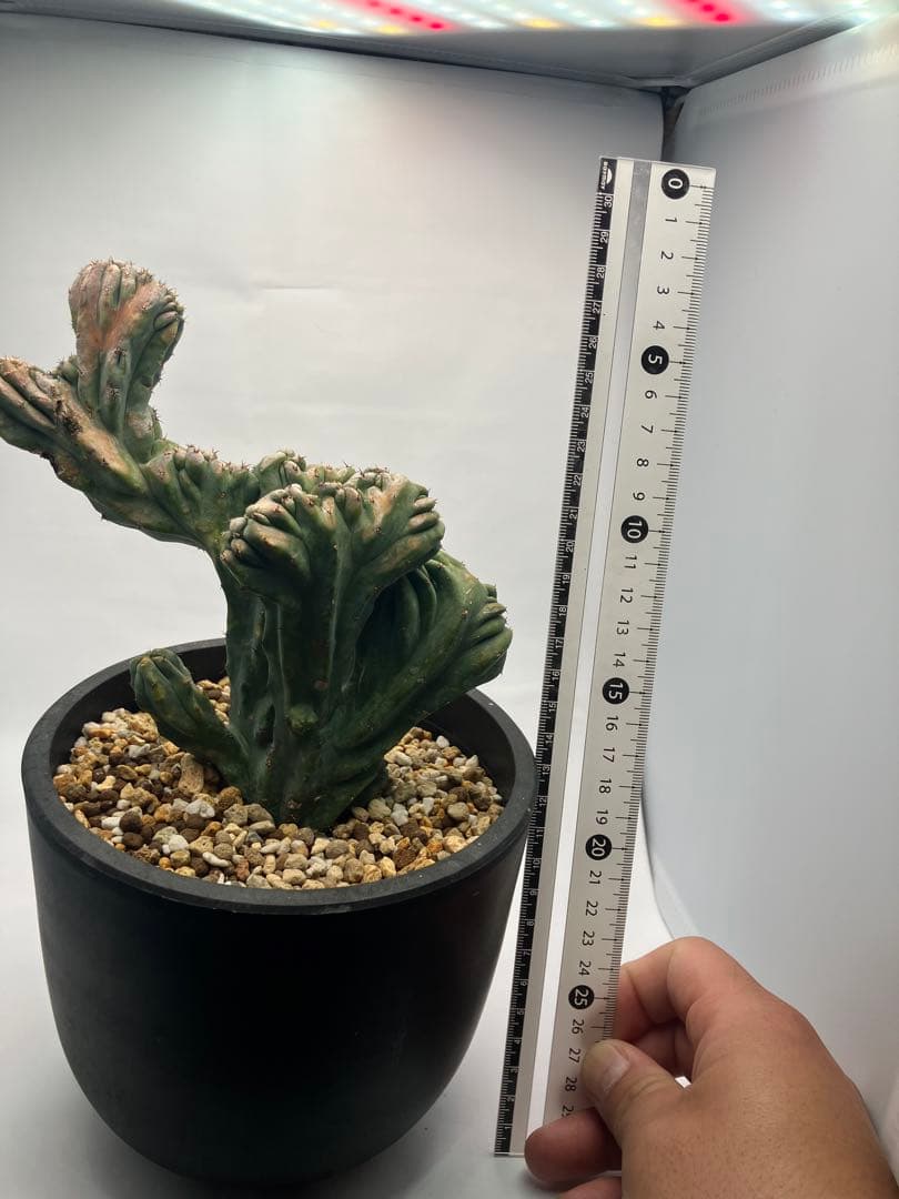 【圧倒的】竜神木 綴化 Maceta鉢付き / ヴィンテージ感漂う古木の風格