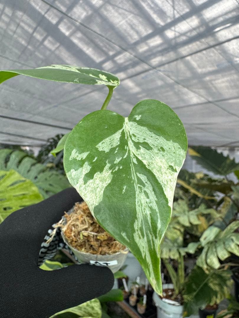 A4モンステラ　デリシオーサ　ベトシオーサ　2寸ポリポット　ネコポス発送