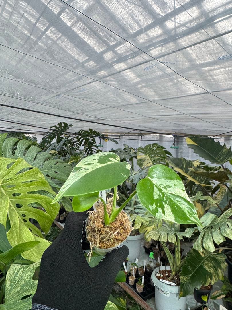 A4モンステラ　デリシオーサ　ベトシオーサ　2寸ポリポット　ネコポス発送