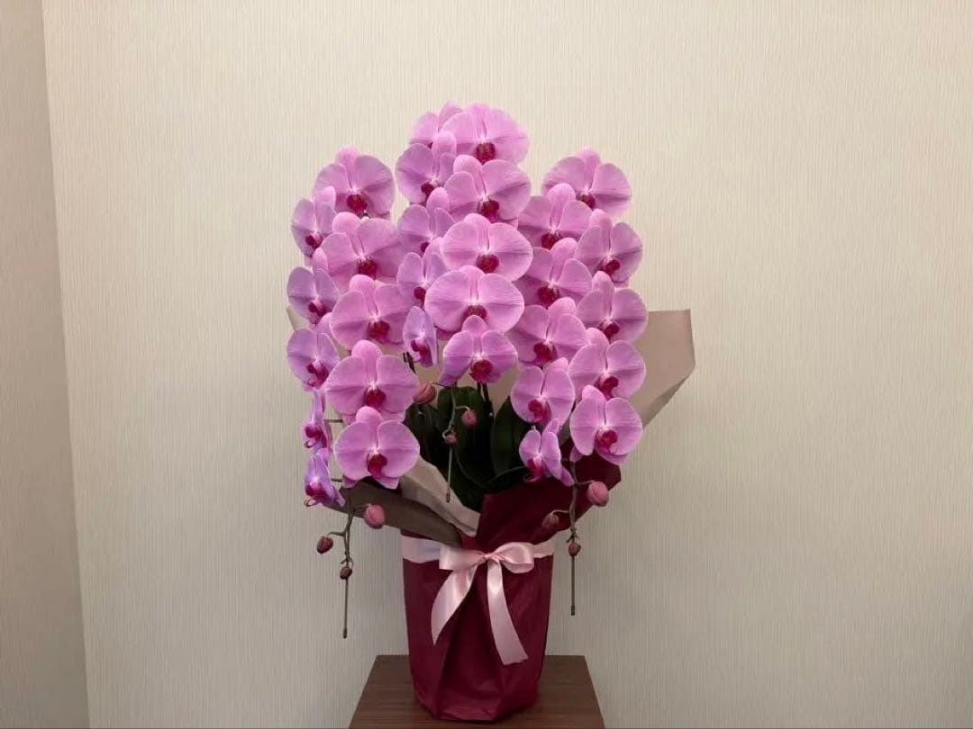 大輪胡蝶蘭　ピンク　3本立ち　39輪　お祝い用　ラッピング有！