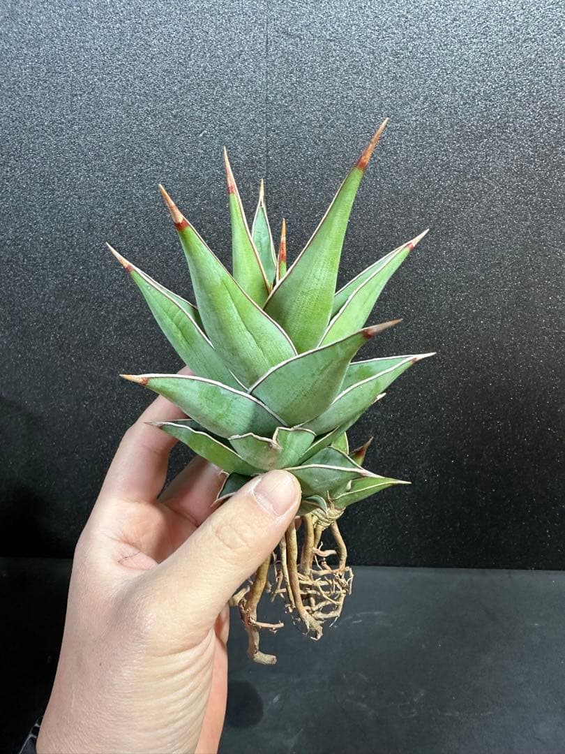 メルカリ便　　kookaburra様 リクエスト 4点 まとめ商品