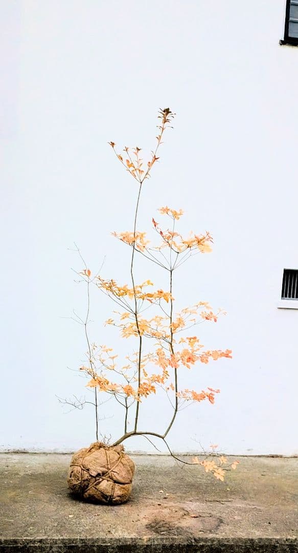 山採りドウダンツツジ。