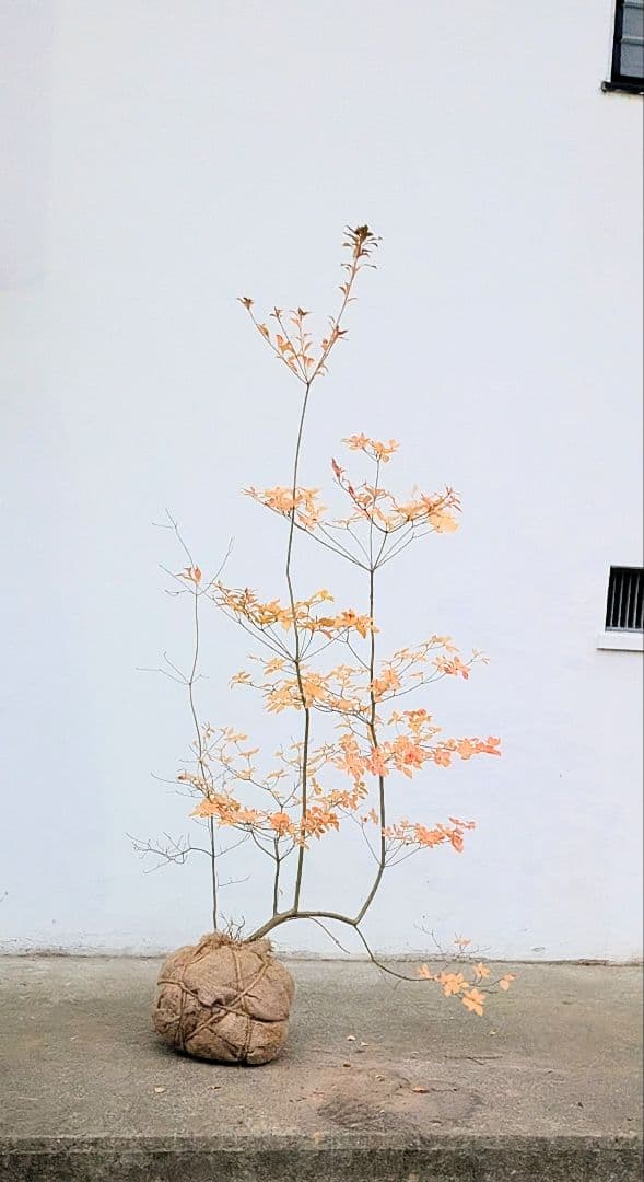 山採りドウダンツツジ。