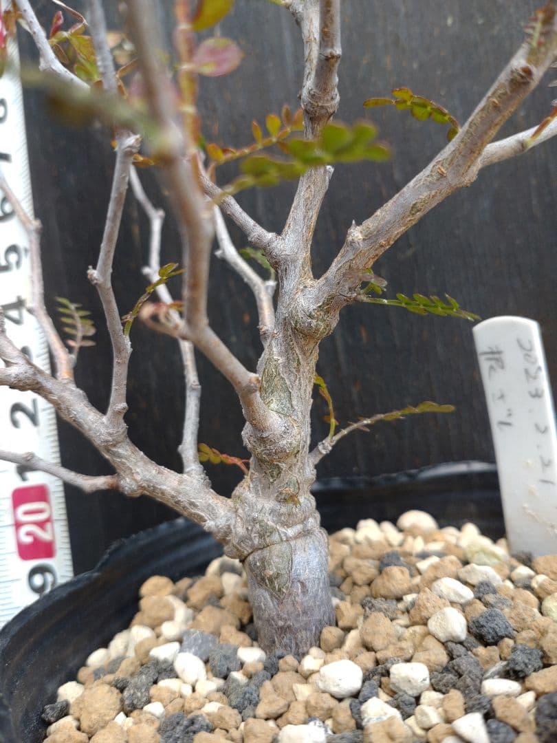 オペルクリカリア　パキプス　根挿し　鉢付き