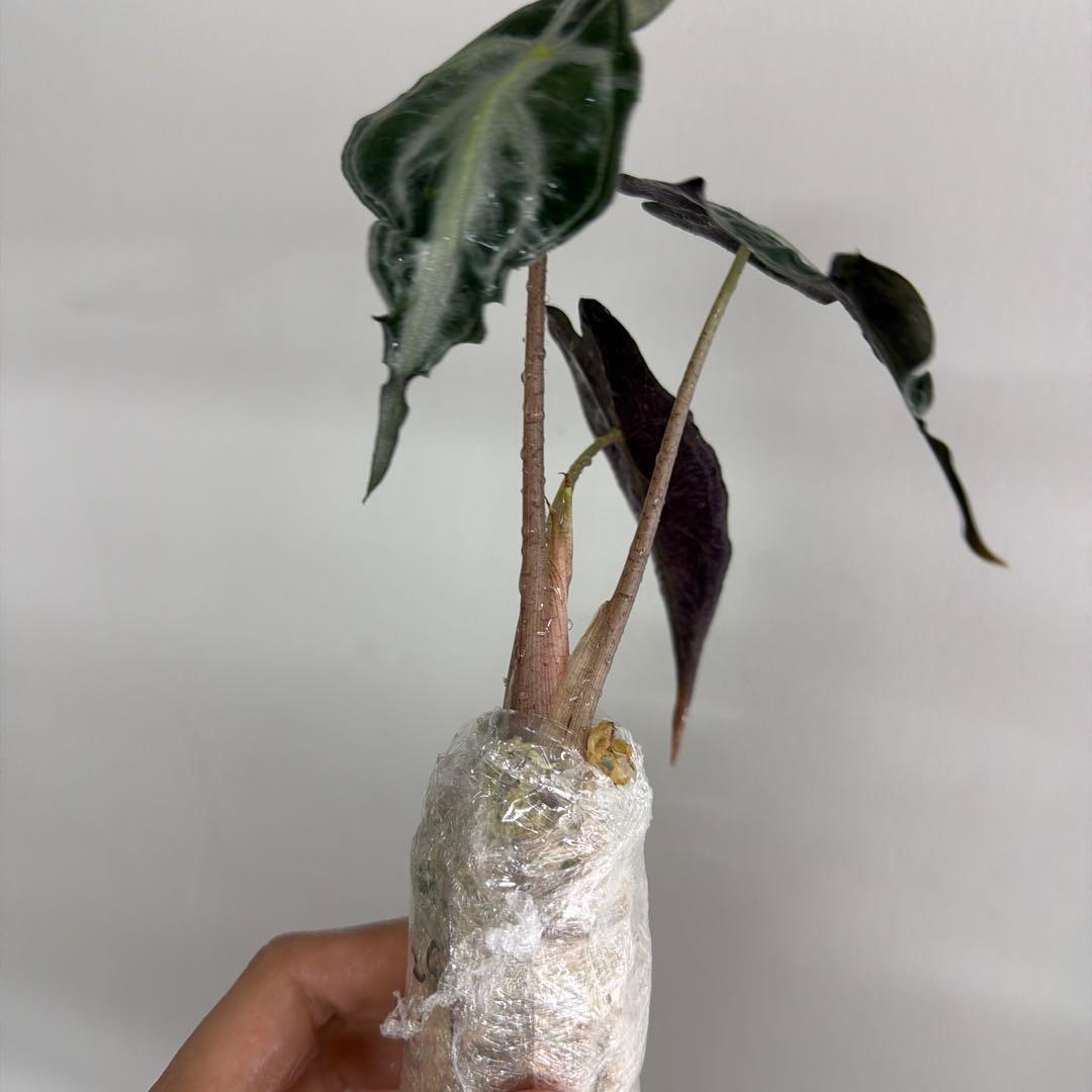アロカシア ヴェノム Alocasia 'Venom' 管理番号s229