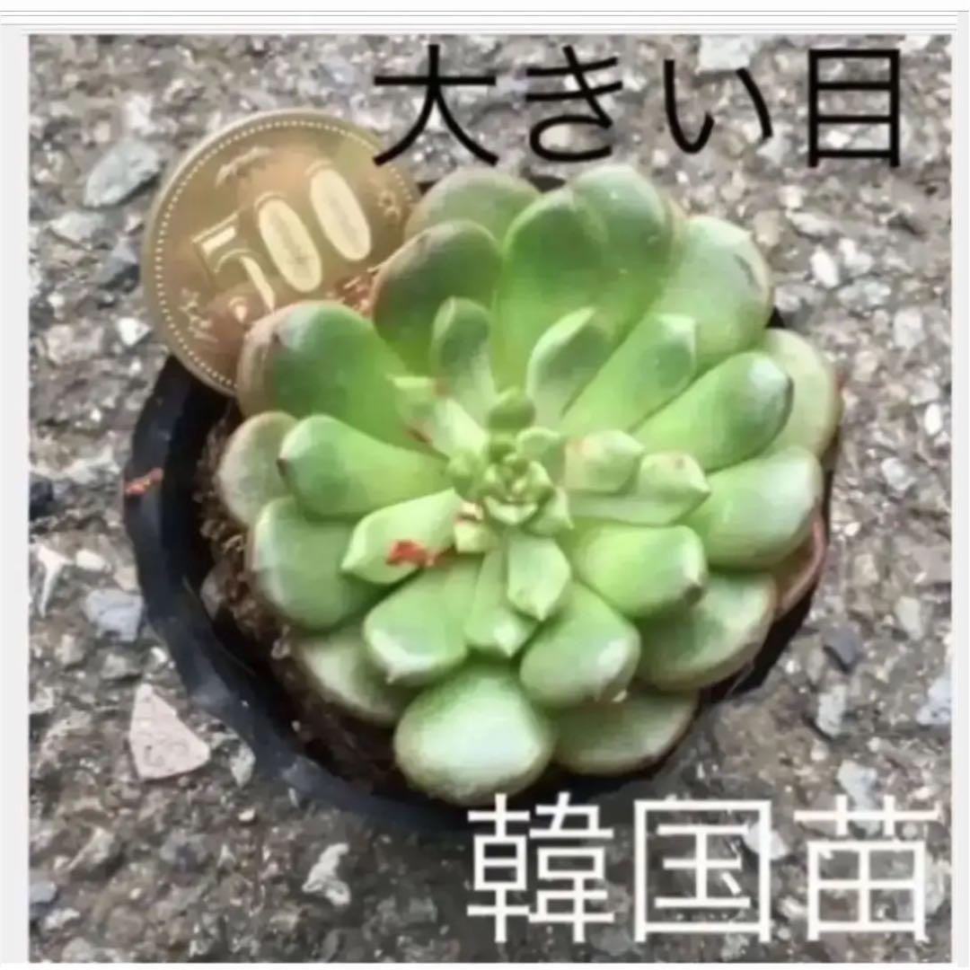 多肉植物　ピンクルルビー　抜き苗