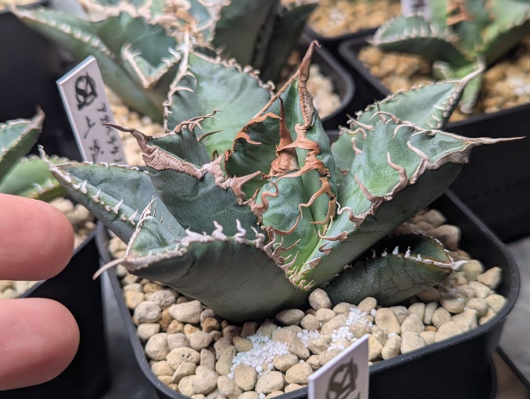 デカ株 チタノタ「惡魔 Medusa」悪魔くん プレステラ105 タグ鉢ごと発送