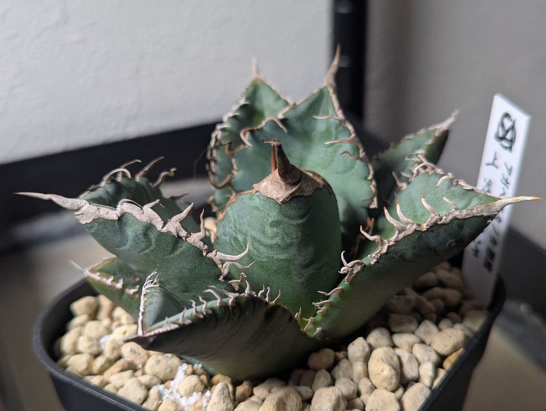 デカ株 チタノタ「惡魔 Medusa」悪魔くん プレステラ105 タグ鉢ごと発送