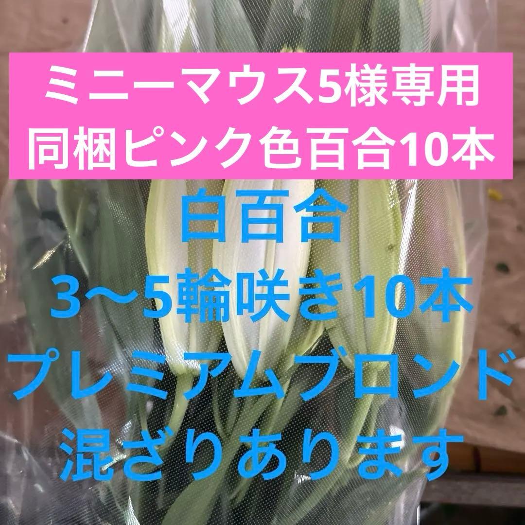 ミニーマウス5 同梱ピンク色百合10本 白百合3〜5輪咲き10本プレミアム