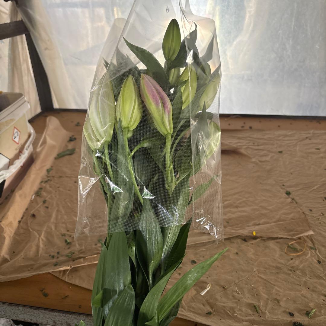 ミニーマウス5 同梱ピンク色百合10本 白百合3〜5輪咲き10本プレミアム