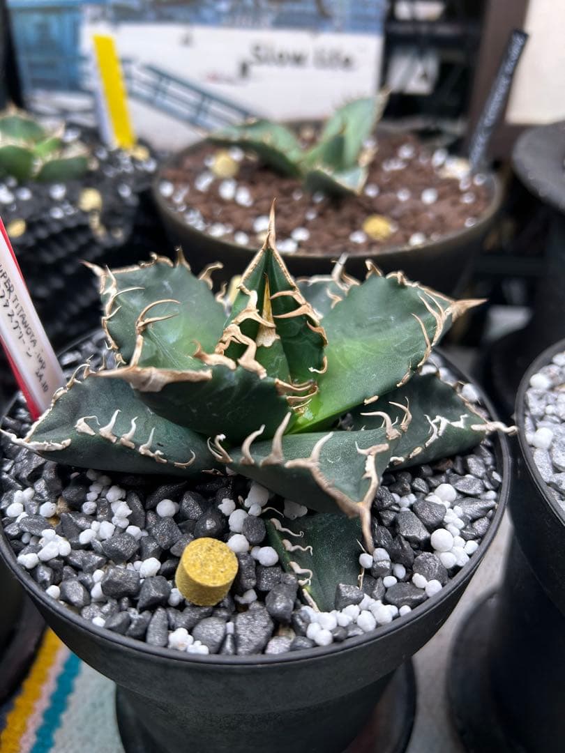 現在検討中特価アガベ　チタノタ　悪魔くん　スーパーチタノタ