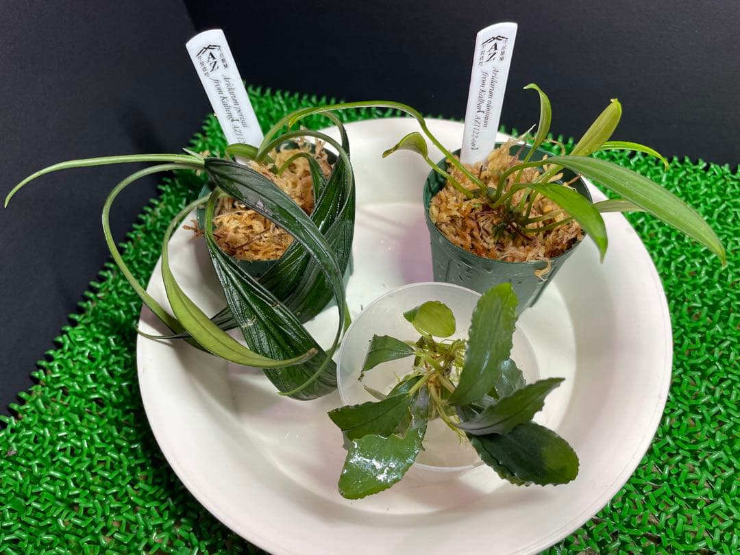 専用【正規タグ付きAZ便アリダルム2種　ブセファランドラ、計3種】