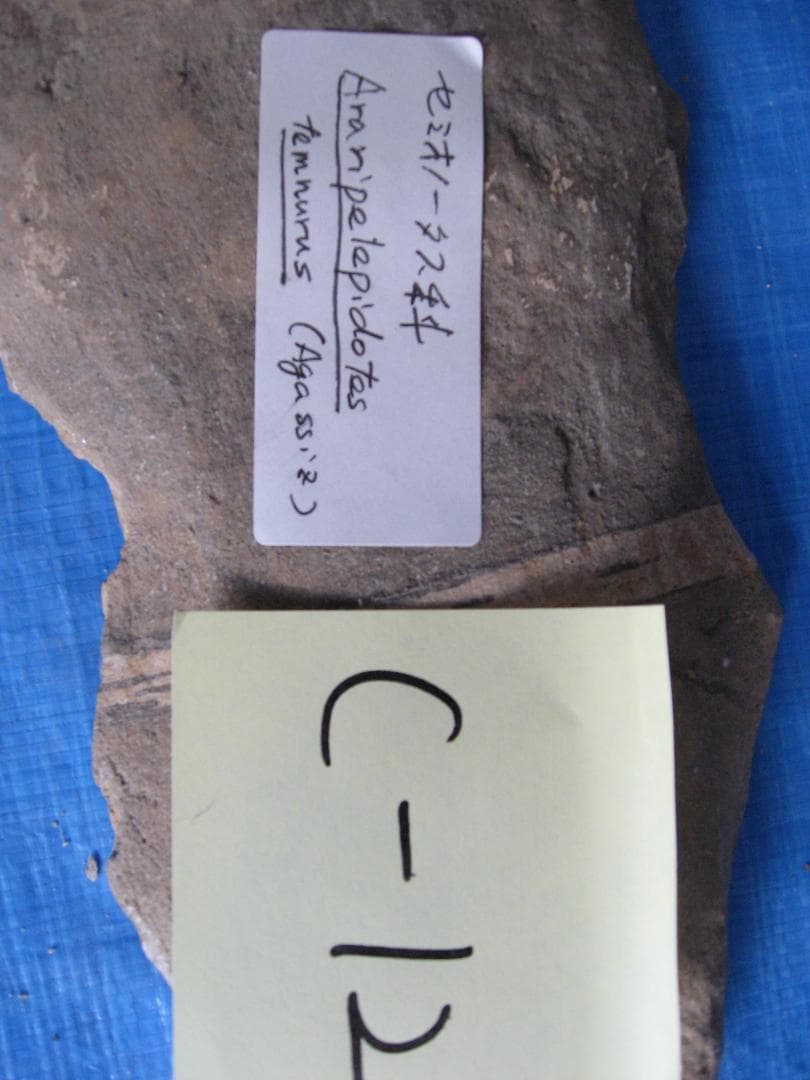 化石　C-１2