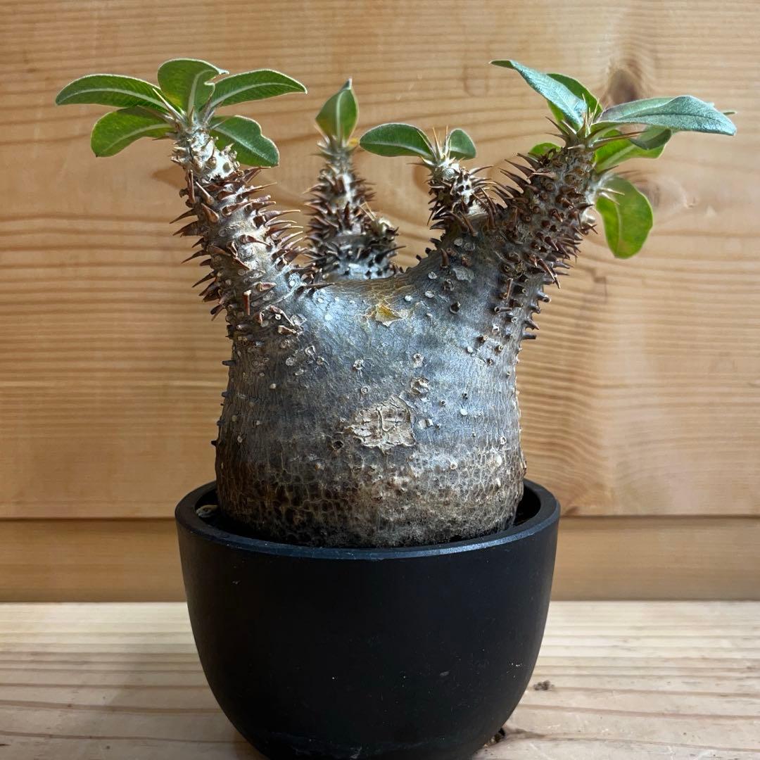 パキポディウム マカイエンセ現地球 発根済 塊根幅約7.2cm 現品鉢ごと発送