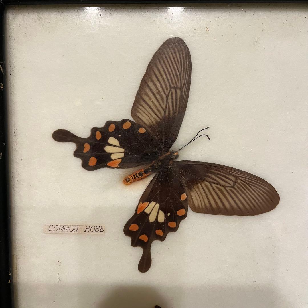 大型 昆虫標本 フレーム アトラス蛾 蝶標本 額装