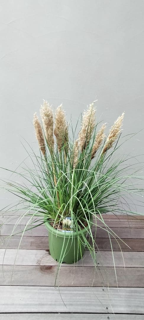 希少　パンパスグラス　タイニーパンパ　特大株