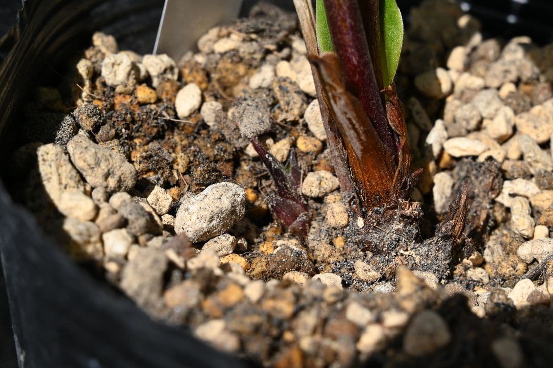 クリスマスローズ　認定！アフロディーテグラデーション　加藤農園