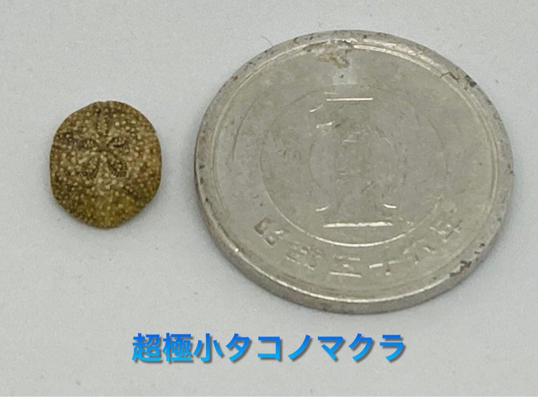 超極小タコノマクラ 棘皮動物 ウニ カシパン たこのまくら