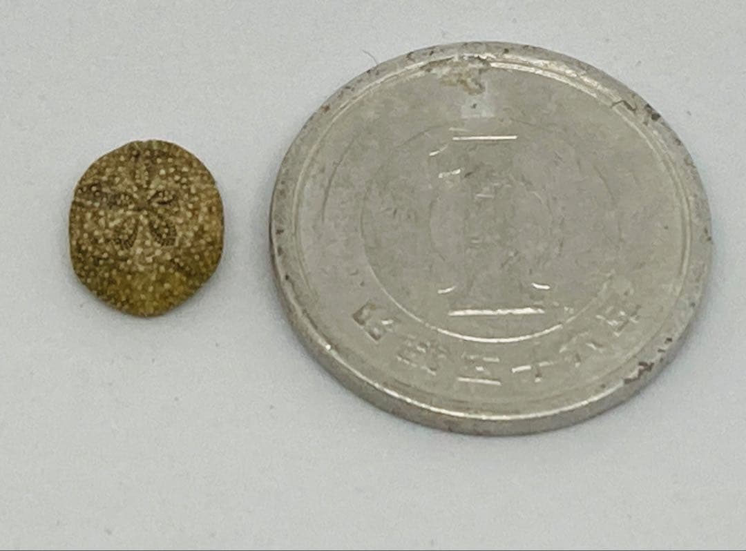 超極小タコノマクラ 棘皮動物 ウニ カシパン たこのまくら