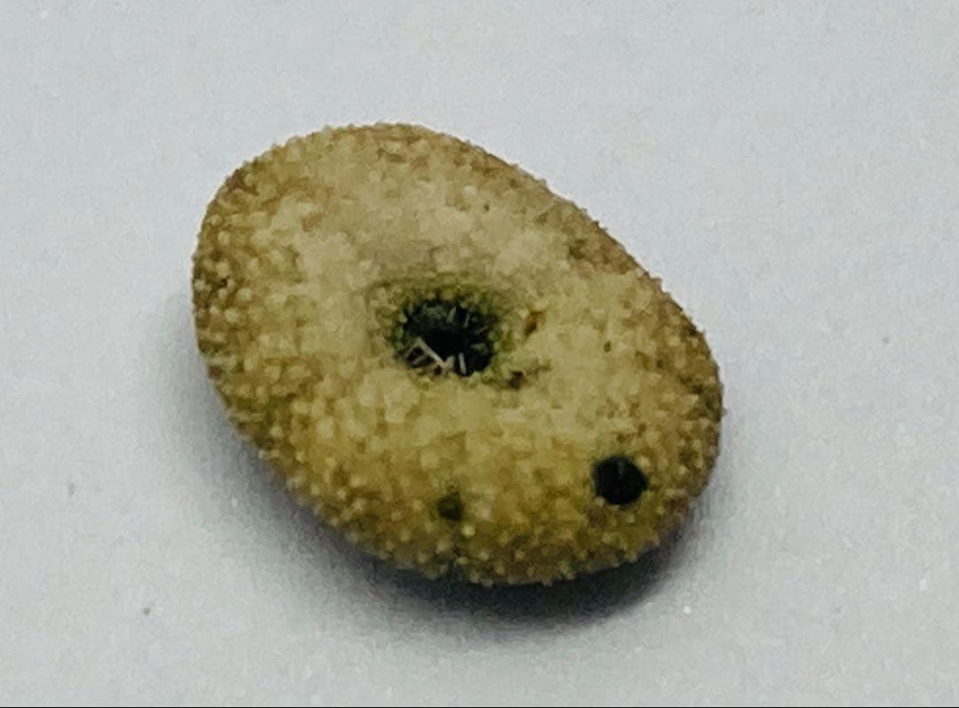 超極小タコノマクラ 棘皮動物 ウニ カシパン たこのまくら