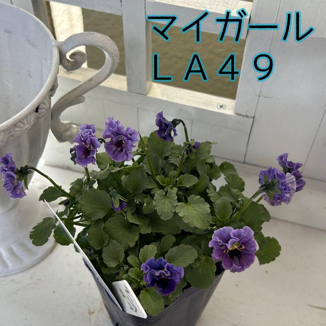 ＬＡ４９♥石川園芸　ビオラレディ マイガール♥人気品種♥ポットごと発送♥..
