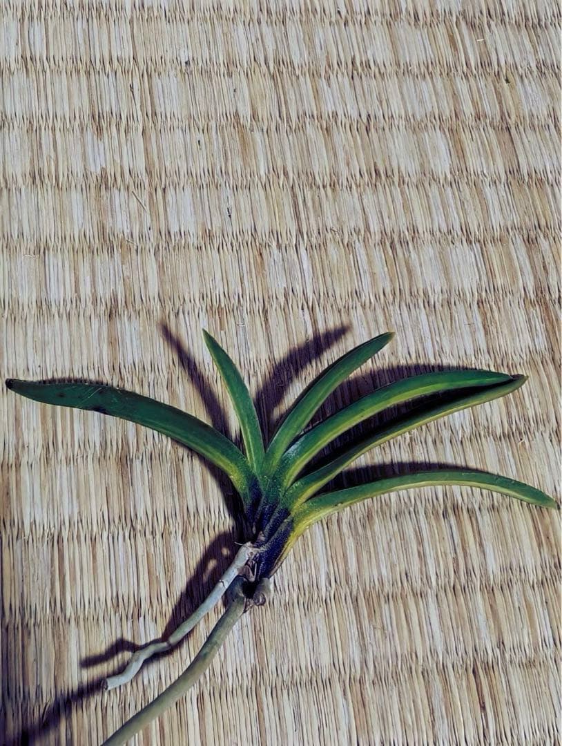 富貴蘭「金牡丹黄縞」（訳有り品）