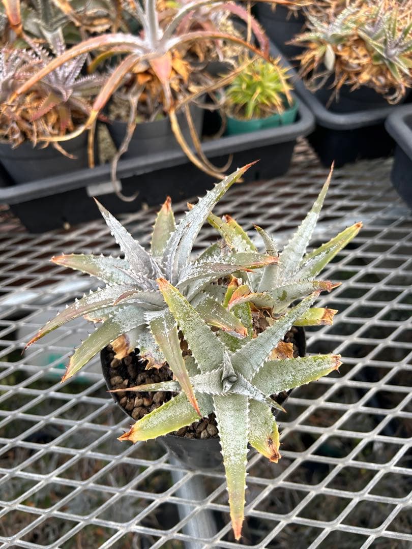 DBディッキア Dyckia Bill Baker hybrid #133 ⑴