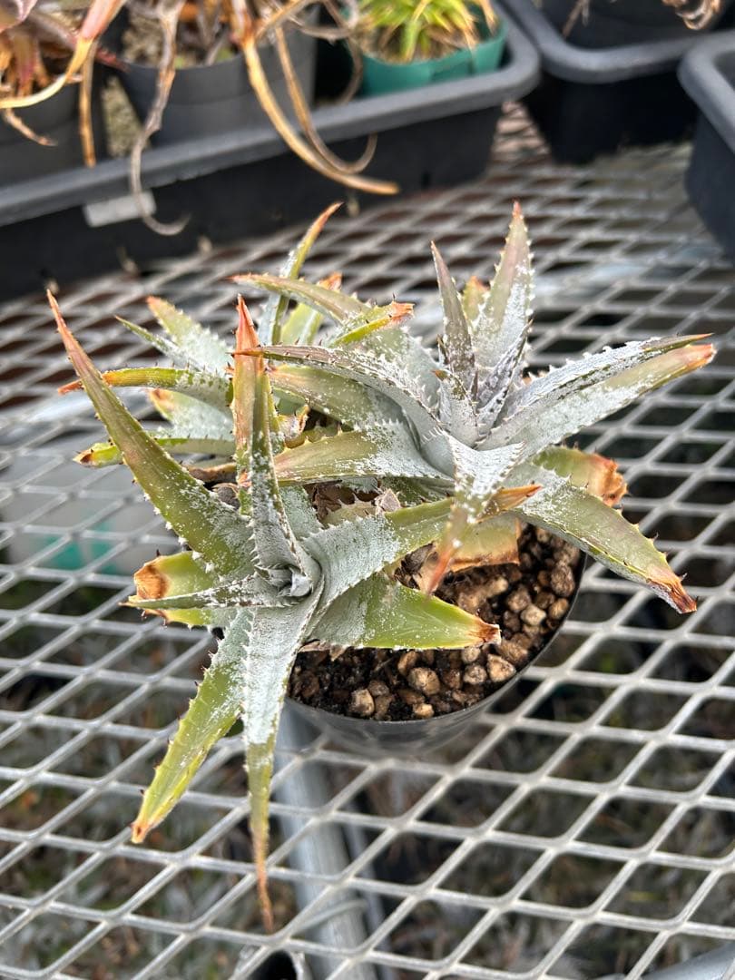 DBディッキア Dyckia Bill Baker hybrid #133 ⑴
