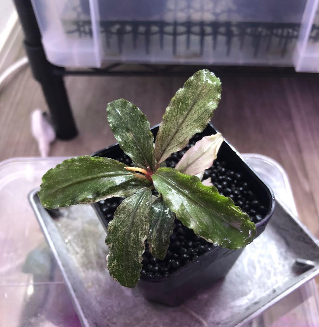 陰性水草の王様的存在Pink Variegata +ティアブルー