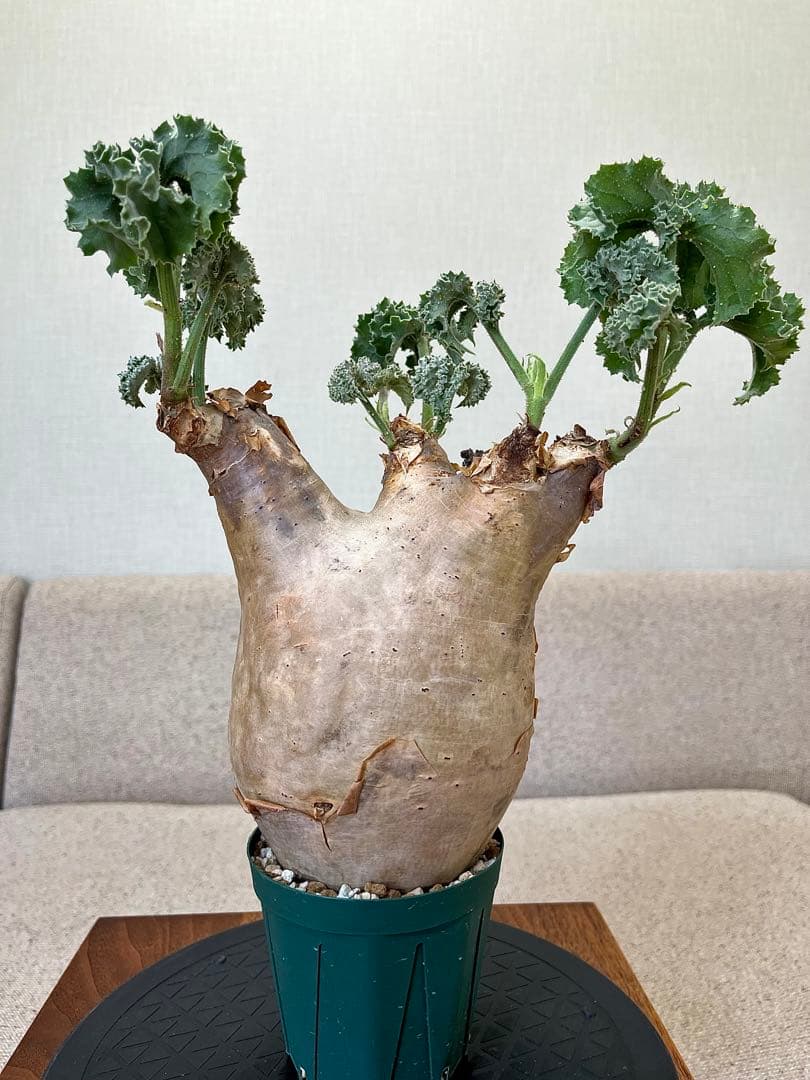 キフォステンマ マクロプス 現地球